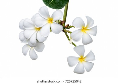  White Plumeria Isolated