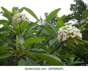 2,266 Frangipani family Images, Stock Photos & Vectors | Shutterstock