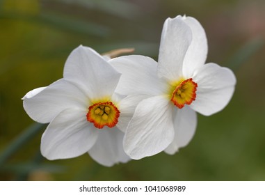 White Poet's Daffodil flower (latin name: Narcissus) early spring. Green defocused background