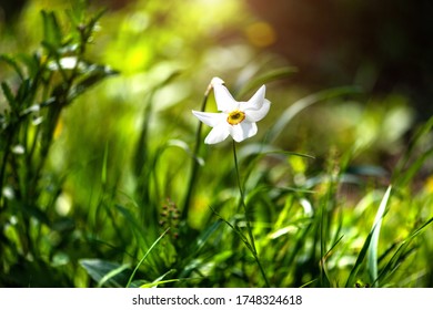 White Poets Narcissus Flower Against Green Bokeh Background.