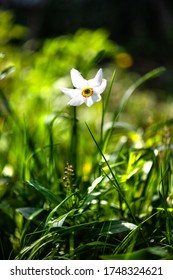 White Poets Narcissus Flower Against Green Bokeh Background.