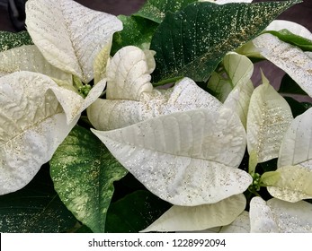 White Poinsettia Flower Sprinkled In Gold Glitter