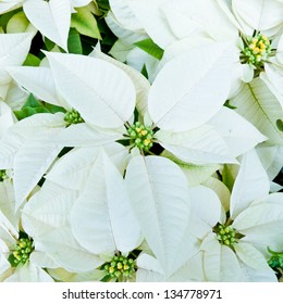 White Poinsettias, Christmas Flowers