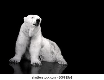 White Polar Bear Hunter - Sitting