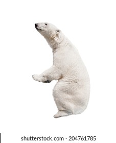 White Polar Bear. Isolated On White Background