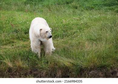 White Polar Bear In The Nature 