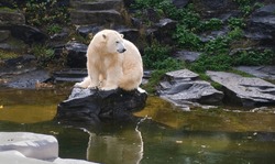  White Polar Bear Sitting On Rock Stone Looking Away On Water Pool