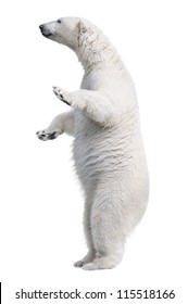 White polar bear stand. Isolated on white background
