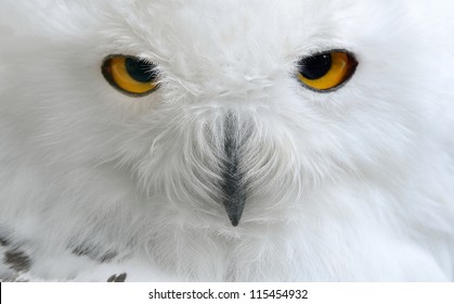 white polar owl close-up - Powered by Shutterstock