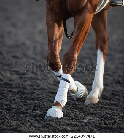 white polo wraps and white bell boots on horses legs for leg protection while in training horses knees visible close up of only horses legs wrapped in polo wraps vertical format room for type 