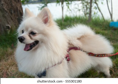 White Pomeranian