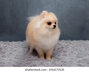 ポメラニアン 子犬 の画像 写真素材 ベクター画像 Shutterstock