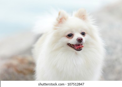 White Pomeranian Dog