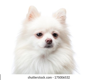 White Pomeranian Dog