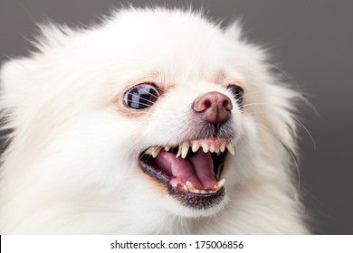 White Pomeranian Dog Barking