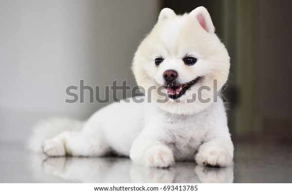 White Pomeranian Dog Breeds Cute Haircut Royalty Free Stock Image