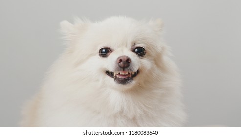 White Pomeranian Dog Feel Angry