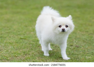 White Pomeranian Dog Go To The Park