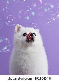 White pomeranian dog looks at bubble blower among purple background. Dog after bath. Cute little spitz. Grooming concept. Copy space
