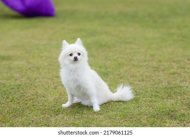 White Pomeranian Dog At Park