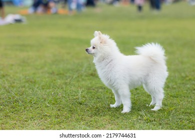 White Pomeranian Dog At Park