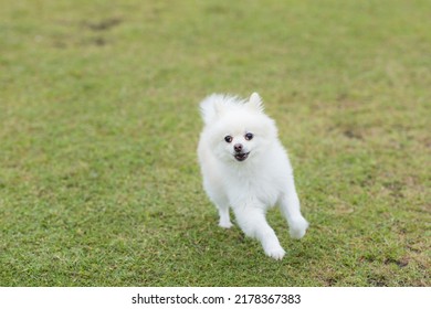 White Pomeranian Dog Run In Park