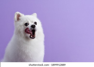 White Pomeranian dog sitting among purple background. Hungry dog licks its lips. Cute little spitz. Place for text. Copy space