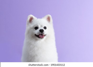 White Pomeranian dog sitting among purple background. Cute little spitz. Place for text - Shutterstock ID 1901433112