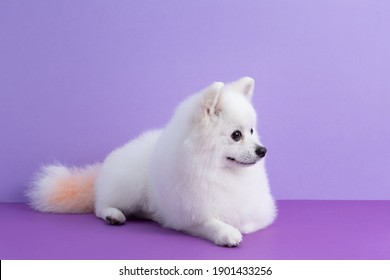 White Pomeranian dog sitting among purple background. Cute little spitz. Place for text