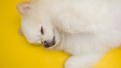 White Pomeranian Dog Sleeping Close Up
