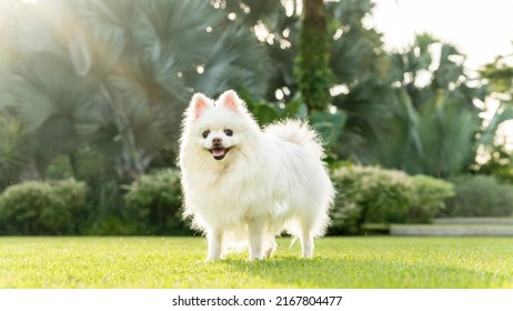 White Pomeranian Enjoying Her Morning Outing In A Park Surrounded By Greenery In Singapore.