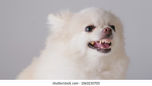 561 Angry pomeranian Images, Stock Photos & Vectors | Shutterstock