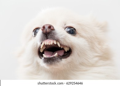 White Pomeranian feeling angry