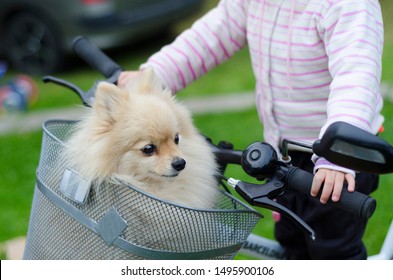 pet carrying basket