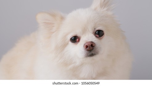 Light Brown Pomeranian Puppy Smiling Marble Stock Photo (Edit Now