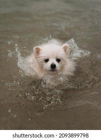 White Pomeranian Puppy Dog Swimming In The Sea