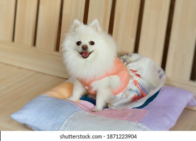 62,337 Pomeranian_puppy Images, Stock Photos & Vectors | Shutterstock