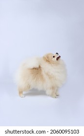 White Pomeranian Standing In Studio 