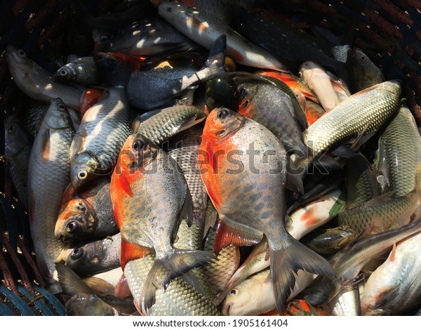 White\
pomfret fish and many more fish in the\
basket