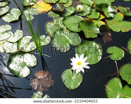White Pond Lily in a Wetland