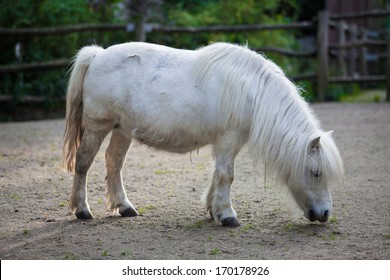 White Pony