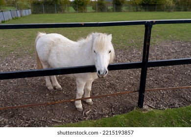 White Pony. Dwarf Horse. Portrait.