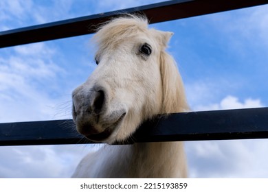 White Pony. Dwarf Horse. Portrait.