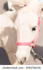 White Pony With A Pink Bridle At A Little Girls Birthday Party.