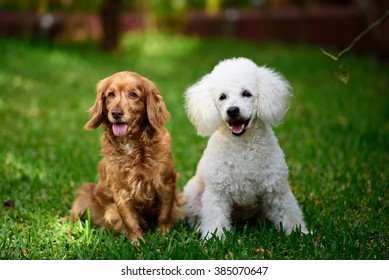 white poodle and cocker spaniel sitting on green grass