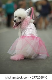 White Poodle Dog Dressed Up In Pink Princess Costume For The Rio Blocao Animal Carnival For Dogs