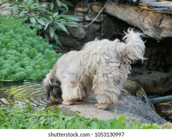 White Poodle Dog Drinking Water From A Stream
