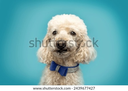 A white poodle dog in front of a colorful blue studio background