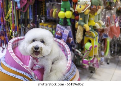 White Poodle Dog In Pet Store