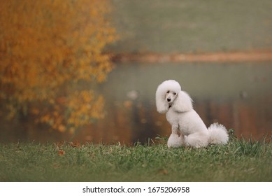 White Poodle Dog Sitting By The Pond In Autumn